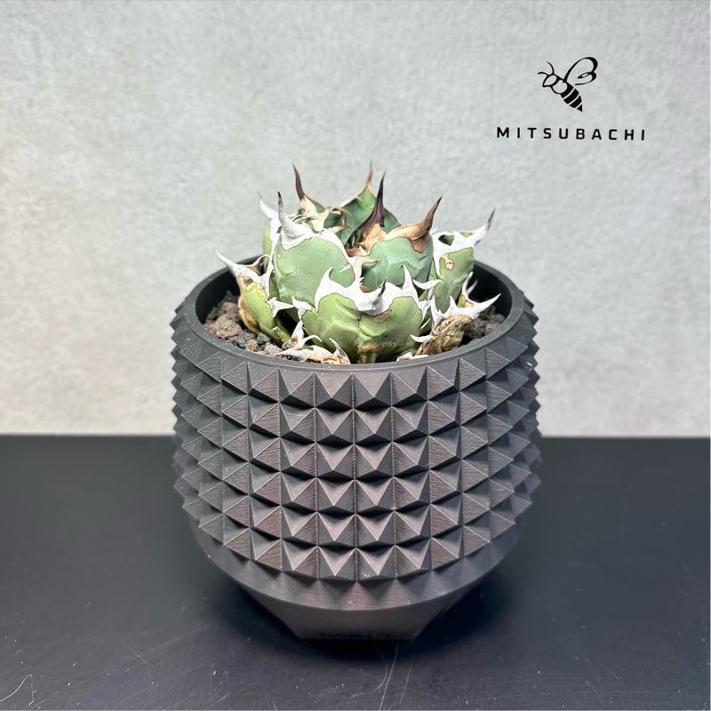 アガベ チタノタ 姫厳竜 4号 【Berlin AGAVE】（SSN鉢セット） | Green