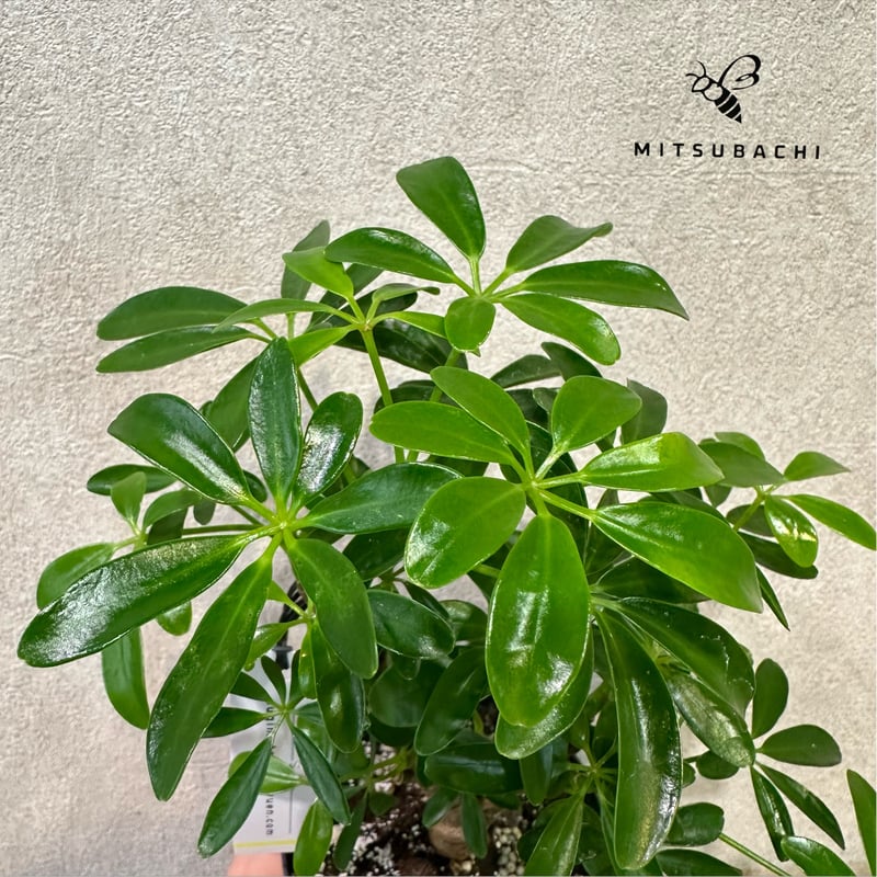 シェフレラ 4号 | Green Shop MITSUBACHI