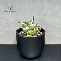 アガベ チタノタ 巨獣 4号 【Dragon AGAVE】