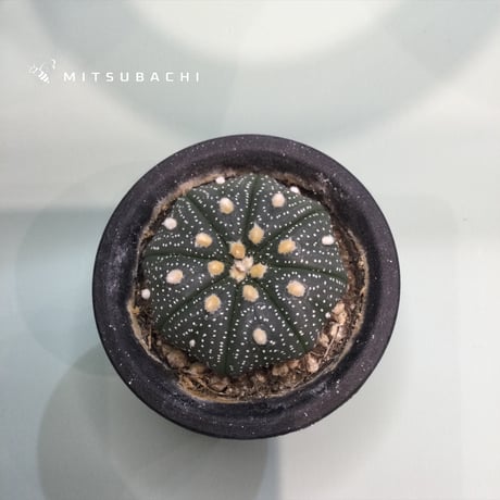 アストロフィツム　アステリアス（カブト）　2.5号