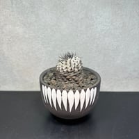 コピアポア　コルムナアルバ　孤竜丸　E　鉢セット
