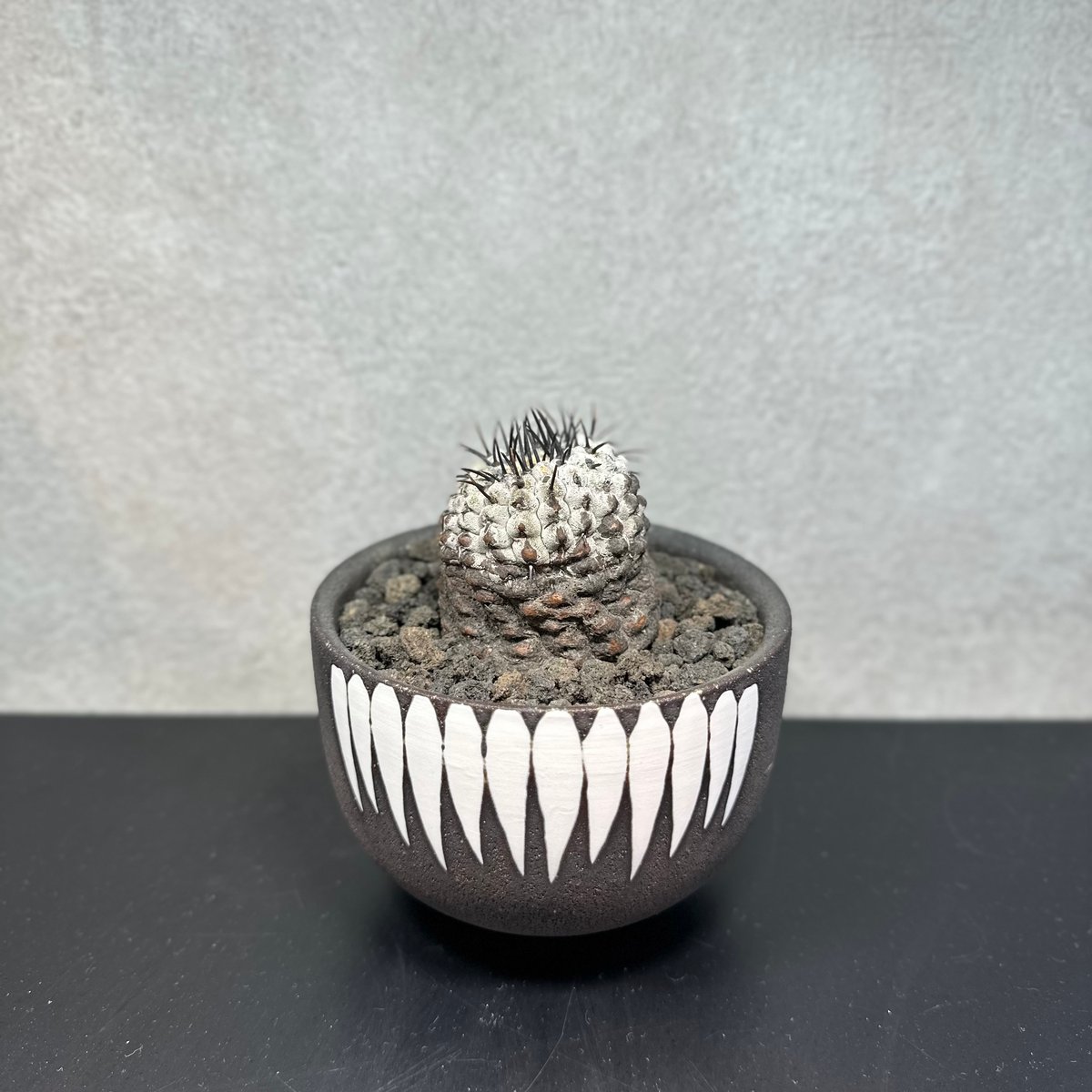 コピアポア コルムナアルバ 孤竜丸 E 鉢セット | Green Shop MITSUBACHI