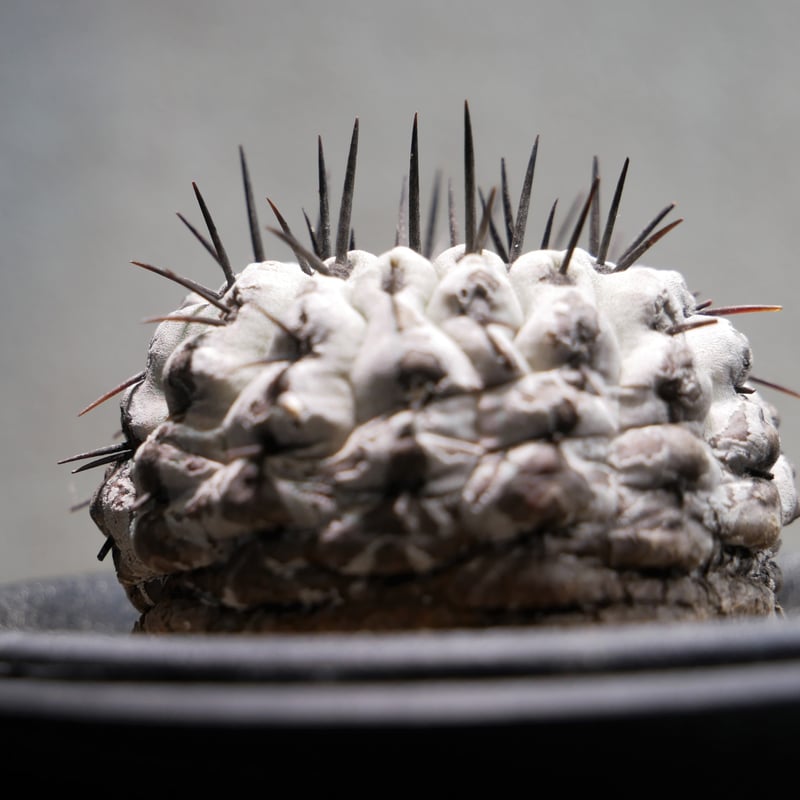 copiapoa columna-alba コピアポア コルムナアルバ 孤竜丸 Copiapoa cinerea var. columna-alba コピアポア コルムナアルバ