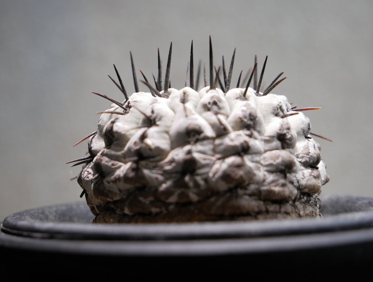 コピアポア コルムナアルバ 孤竜丸 A | Green Shop MITSUBACHI