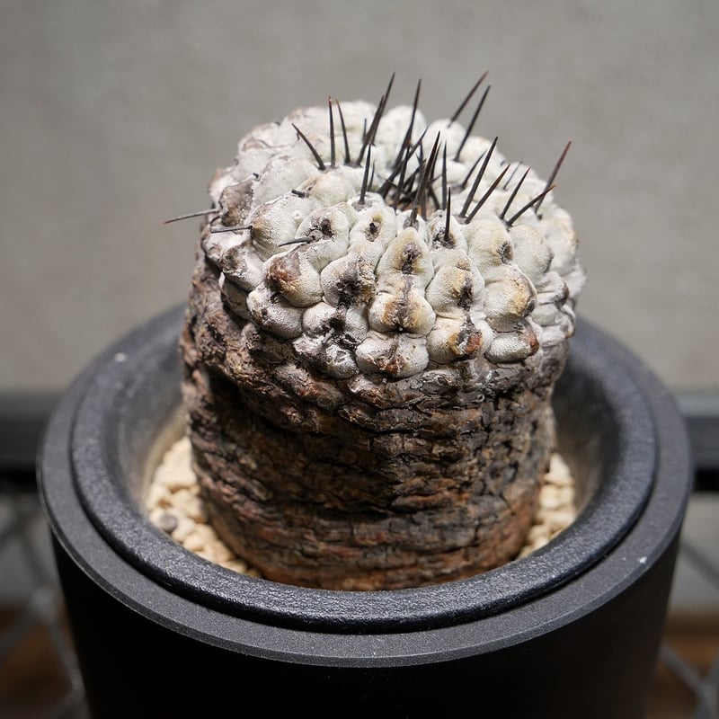 現地球 山木　Copiapoa　コピアポア コルムナアルバ　　孤竜丸 コピアポア コルムナアルバ 孤竜丸 Ⅾ | Green Shop MITSUBACHI