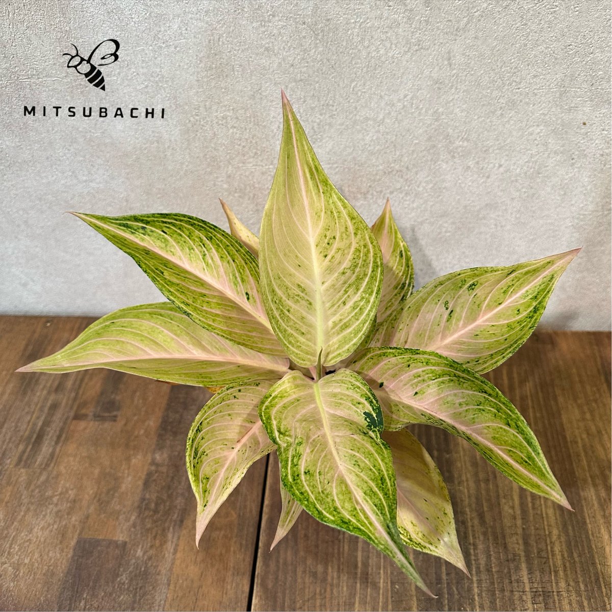 アグラオネマ パールオブファン 3.5号 | Green Shop MITSUBACHI