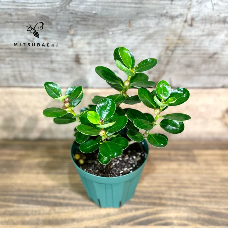 コパンダガジュマル 4号 | Green Shop MITSUBACHI