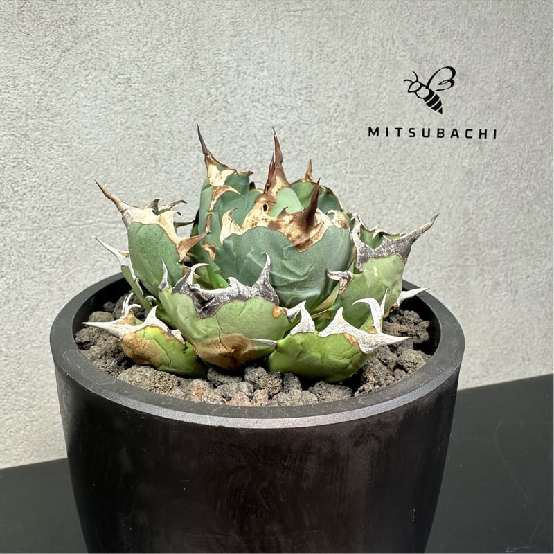 アガベ チタノタ 姫厳竜 3.5号 【Dragon Agave】 | Green Shop