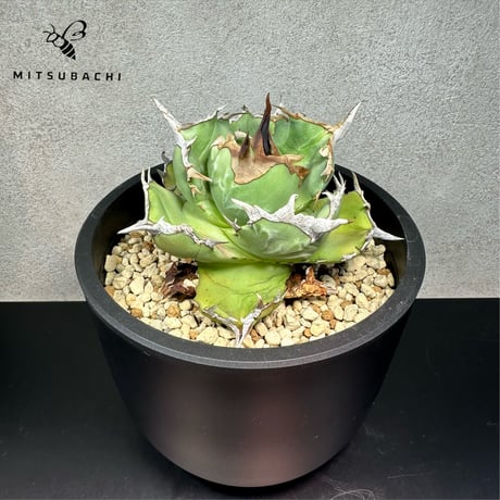 アガベ チタノタ 胖鯨 4.5号 【Dragon AGAVE】