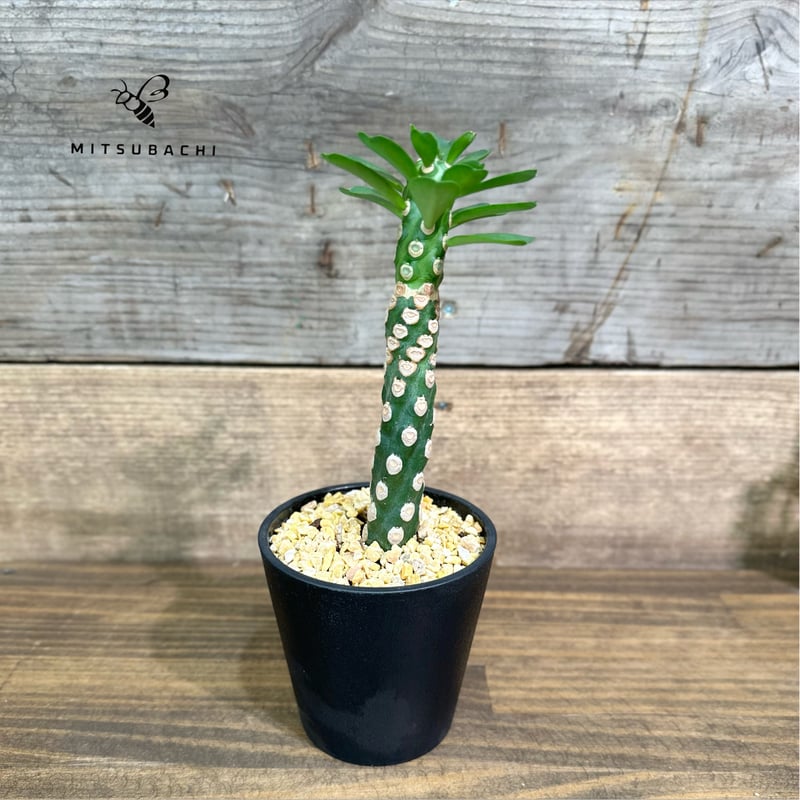 ユーフォルビア ネリフォリア 3.5号 | Green Shop MITSUBACHI