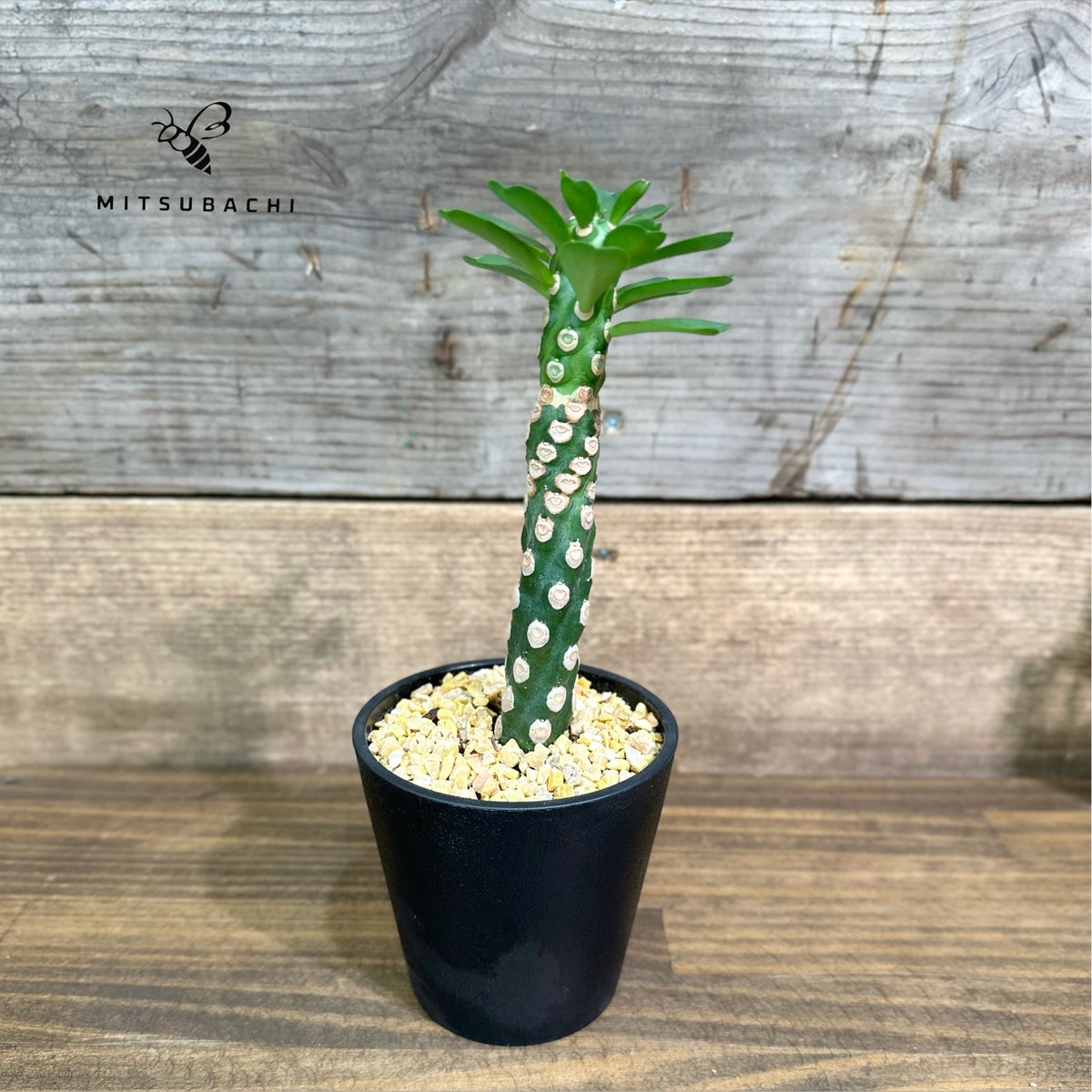 特撰品 ②キングサイズ・ユーホルビア・ネリフォリア・バリェガータ綴り化 現品お届け】ユーフォルビア キリン角錦綴化 Euphorbia neriifolia
