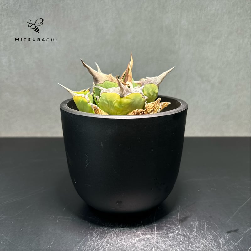 アガベ チタノタ 巨獣 3号 【Dragon AGAVE】 | Green Shop MITS