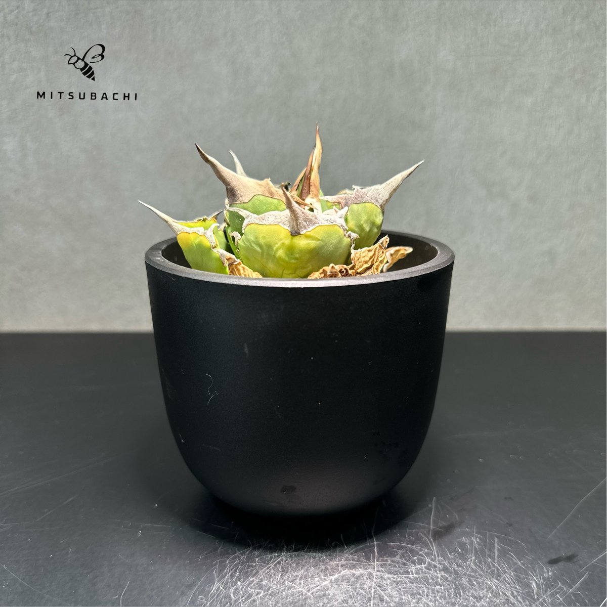 アガベ チタノタ 巨獣 3号 【Dragon AGAVE】 | Green Shop MITS