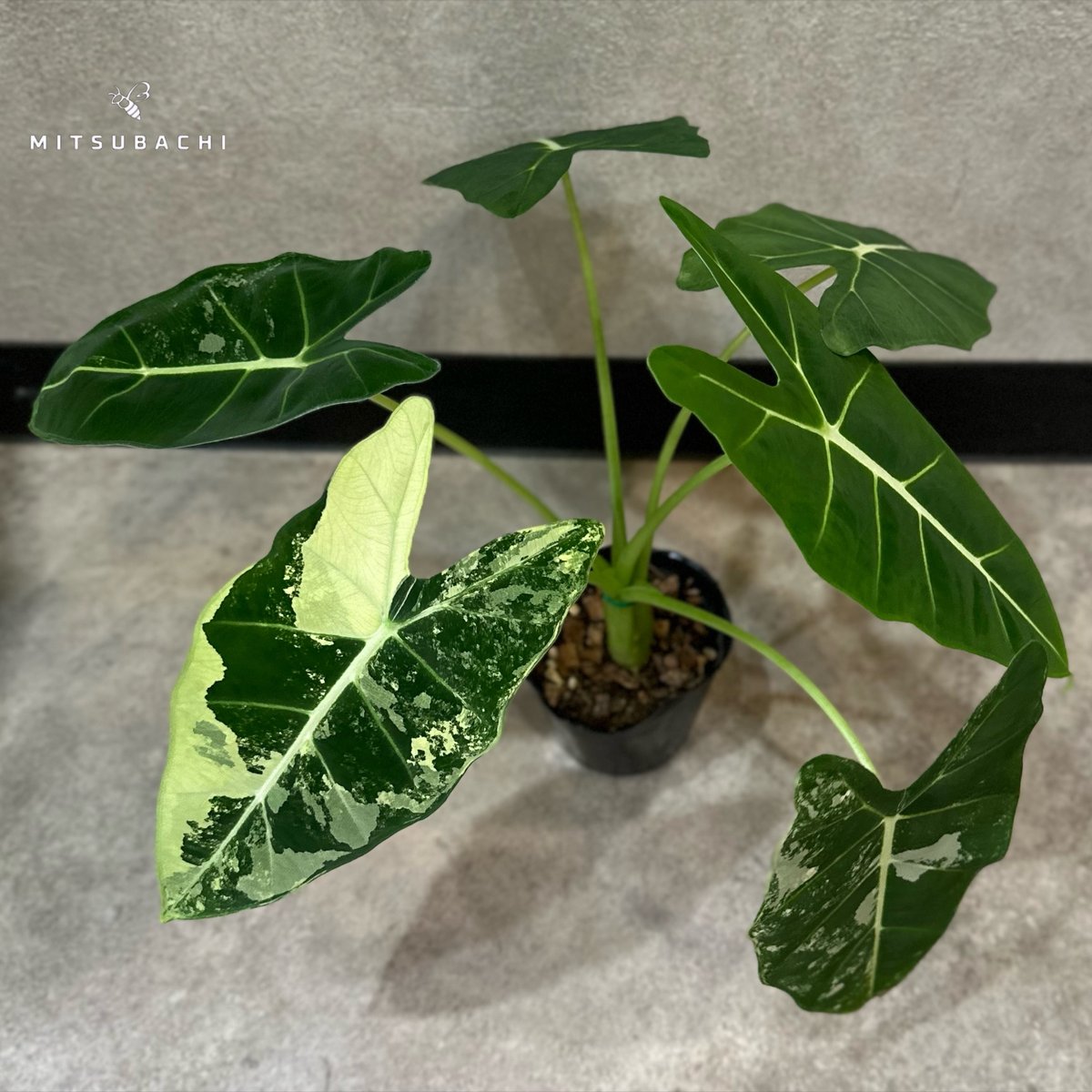 グリーンベルベット 斑入り 3号 | Green Shop MITSUBACHI