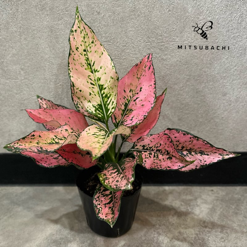 専用　アグラオネマ　A アグラオネマ専用 アグラオネマ専用 培養土 Aglaonema potting