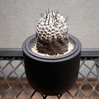 コピアポア コルムナアルバ 孤竜丸 E 鉢セット | Green Shop