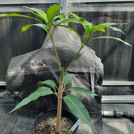 CATEGORY 苗木 | ふむろファーム