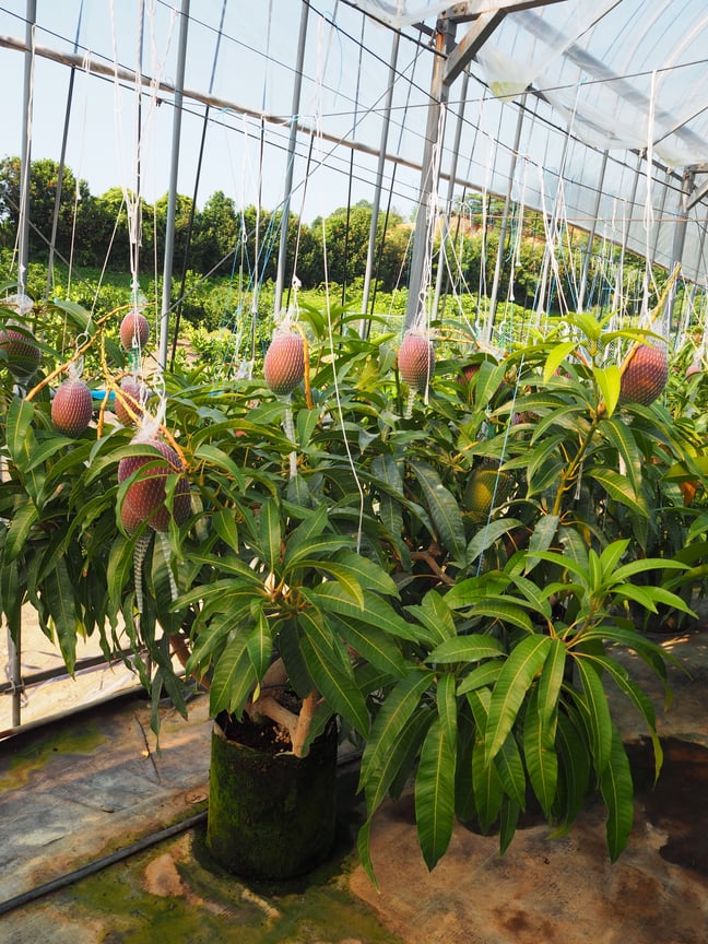 ふむろファーム