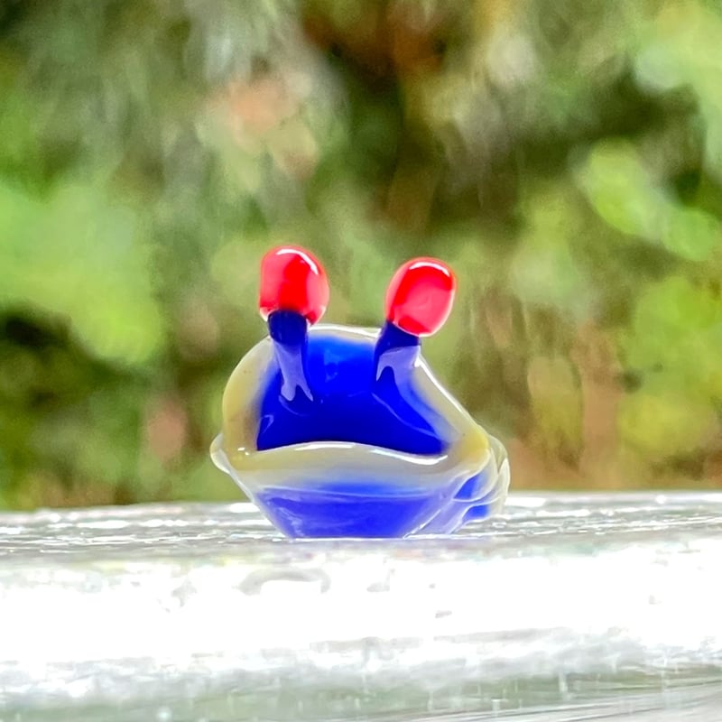 サメジマオトメウミウシ ☆複数ご注文の際は予めご連絡ください