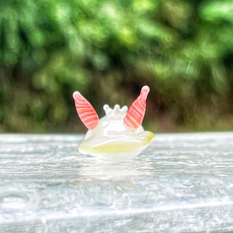 シラユキウミウシ