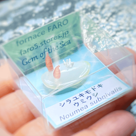 シラユキモドキウミウシ ☆複数ご注文の際は予めご連絡ください