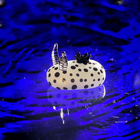 ゴマフビロードウミウシ ☆複数ご注文の際は予めご連絡ください。
