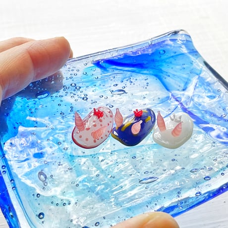 アカボシウミウシ ☆複数ご注文の際は予めご連絡ください