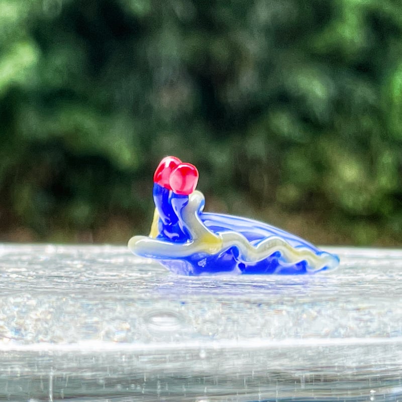 サメジマオトメウミウシ ☆複数ご注文の際は予めご連絡ください