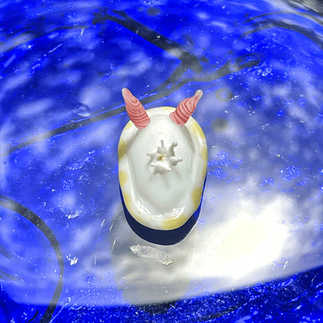シラユキモドキウミウシ ☆複数ご注文の際は予めご連絡ください