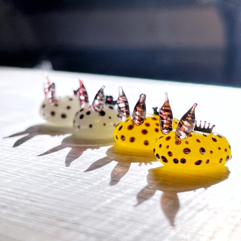 ゴマフビロードウミウシ ☆複数ご注文の際は予めご連絡ください