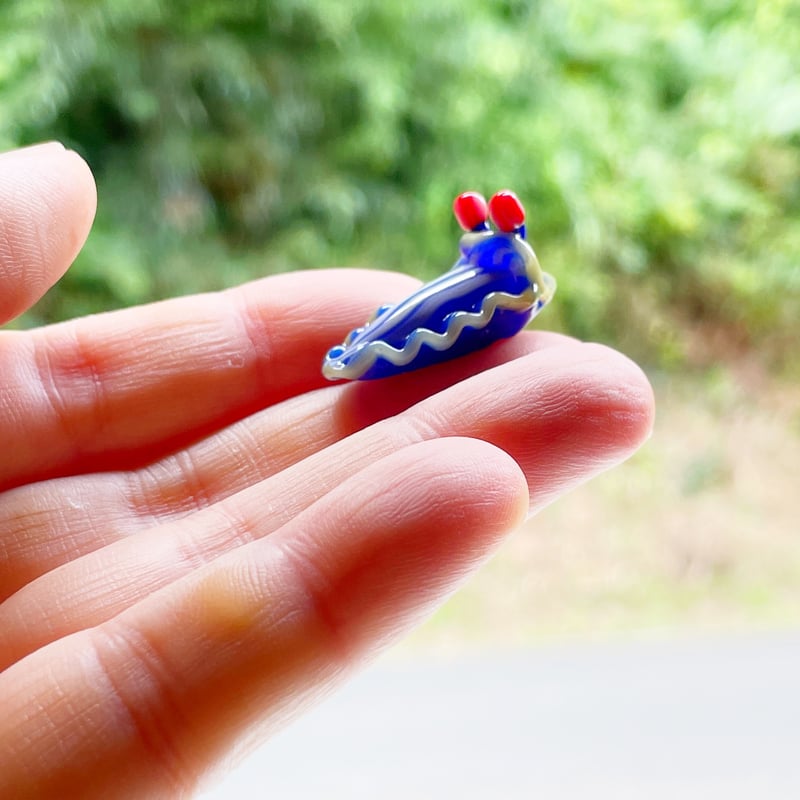 サメジマオトメウミウシ ☆複数ご注文の際は予めご連絡ください