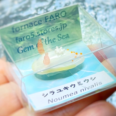 シラユキウミウシ