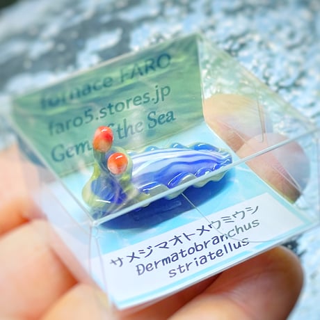 サメジマオトメウミウシ ☆複数ご注文の際は予めご連絡ください。