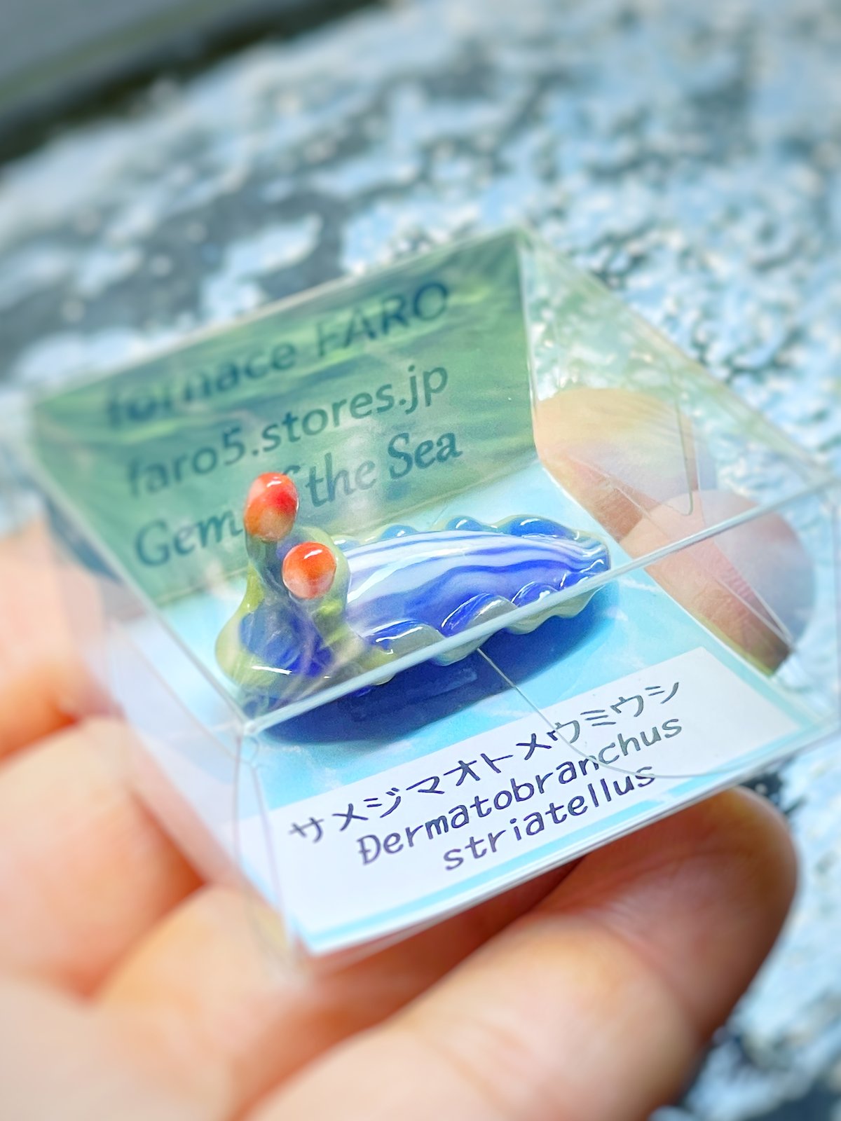 うみうし出品 サメジマオトメウミウシ ☆複数ご注文の際は予めご連絡ください