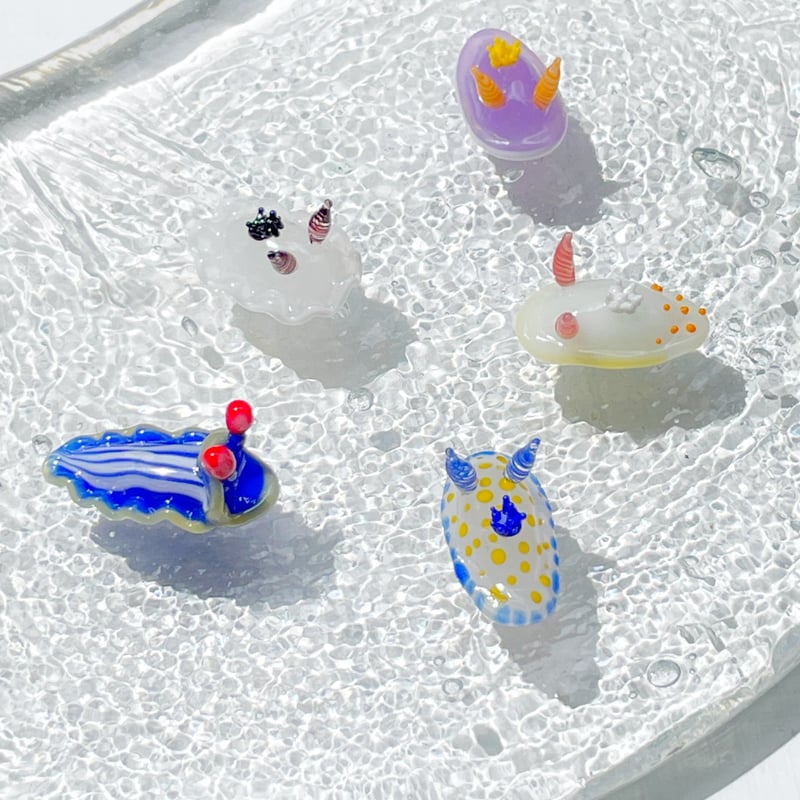 サメジマオトメウミウシ ☆複数ご注文の際は予めご連絡ください