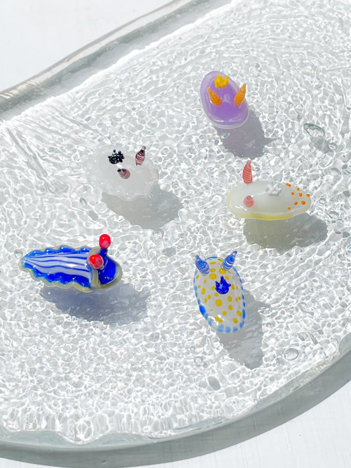 サメジマオトメウミウシ ☆複数ご注文の際は予めご連絡ください