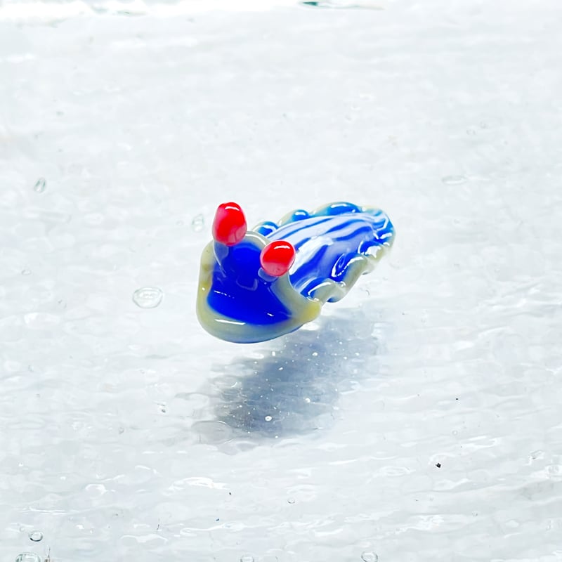 サメジマオトメウミウシ ☆複数ご注文の際は予めご連絡ください