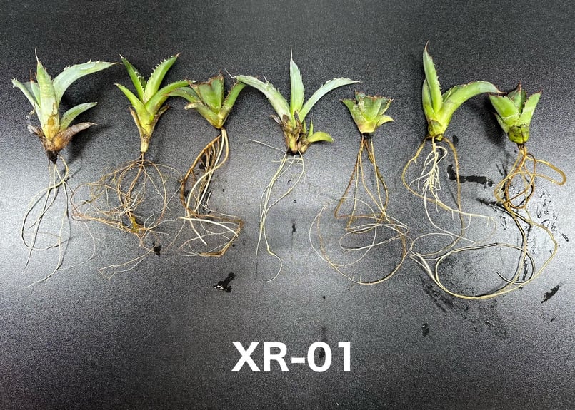 XR-01＊高浸透ホルモン誘導型発根促進剤＊ | BJ PLANTS