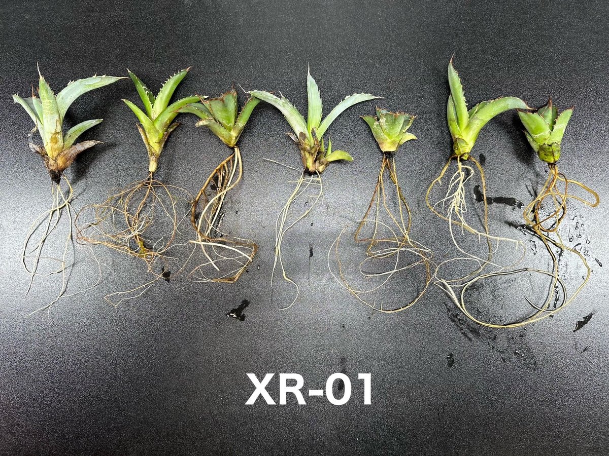 XR-01＊高浸透ホルモン誘導型発根促進剤＊ | BJ PLANTS