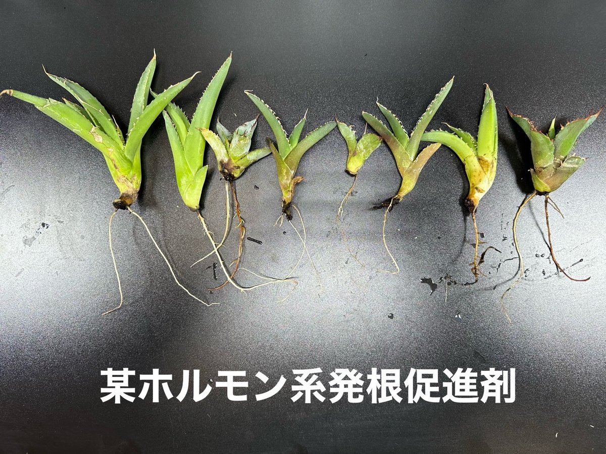 XR-01＊高浸透ホルモン誘導型発根促進剤＊ | BJ PLANTS