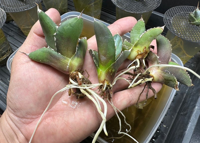 新型腐植酸特殊肥料 ✴︎H-ZERO✴︎ | BJ PLANTS