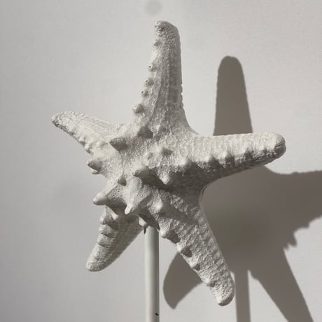 Starfish Object