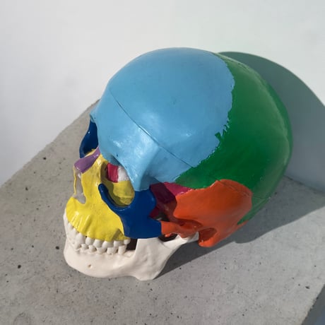 Colorful Skull Model