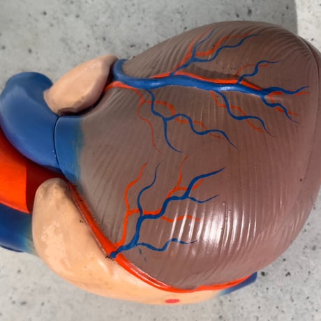 Heart Model Figure
