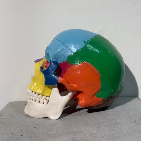 Colorful Skull Model