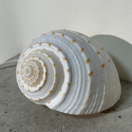 Snail Shell Lamp