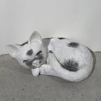 Sleeping White Cat