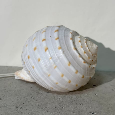 Snail Shell Lamp