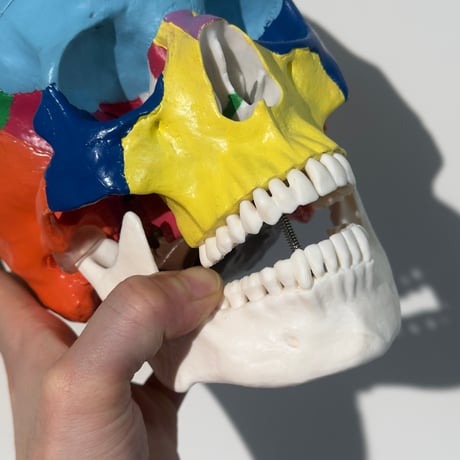 Colorful Skull Model