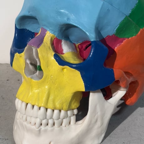 Colorful Skull Model